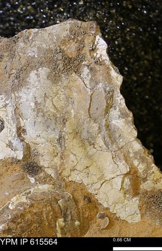 Inoceramus sp.