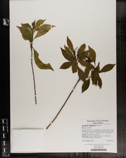 Monnina xalapensis