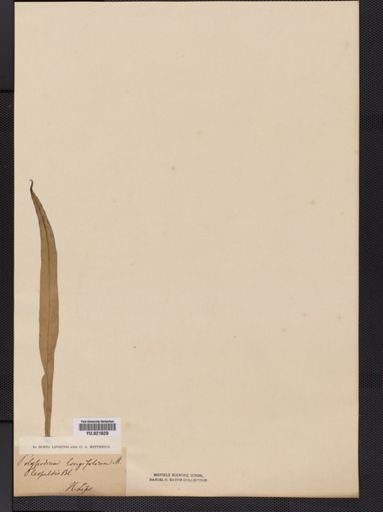 Polypodium