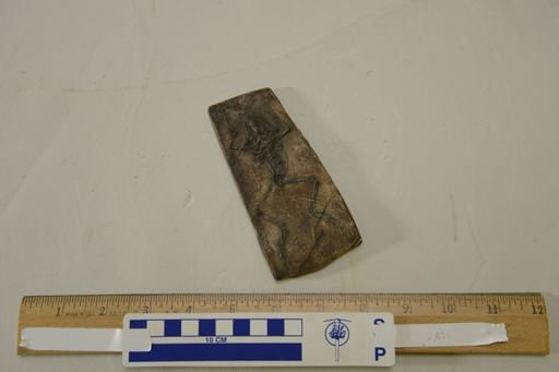 Palaeobatrachus goldfussi
