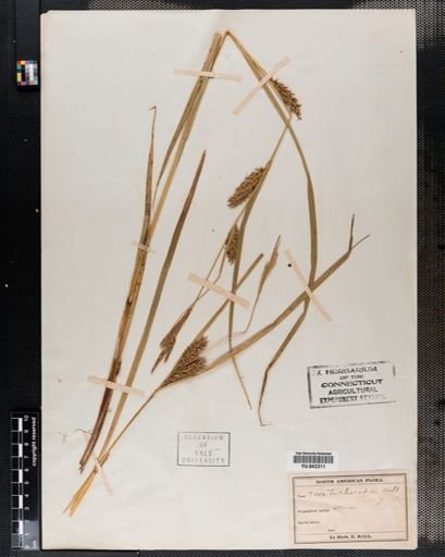 Carex trichocarpa