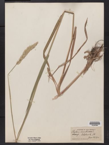 Phalaris arundinacea