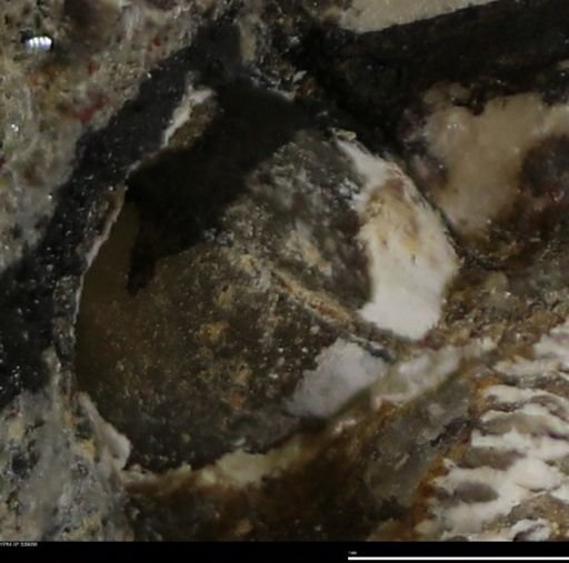 Corbulamella gregaria