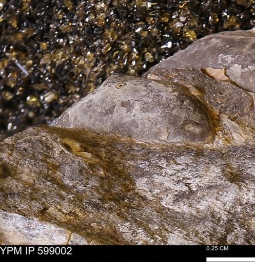 undet. Bivalvia