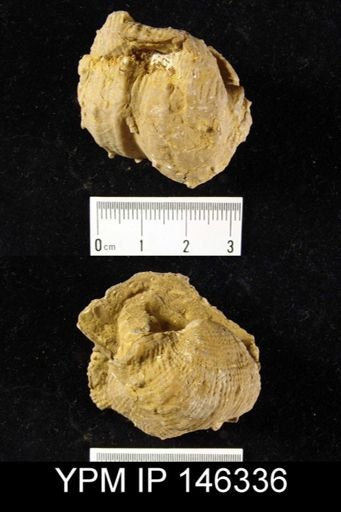 Productus costatus