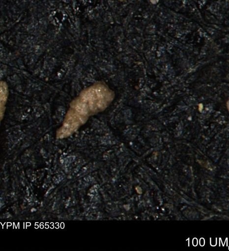 Verneuilinoides kansasensis