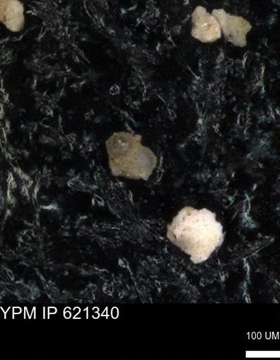 undet. Foraminiferida