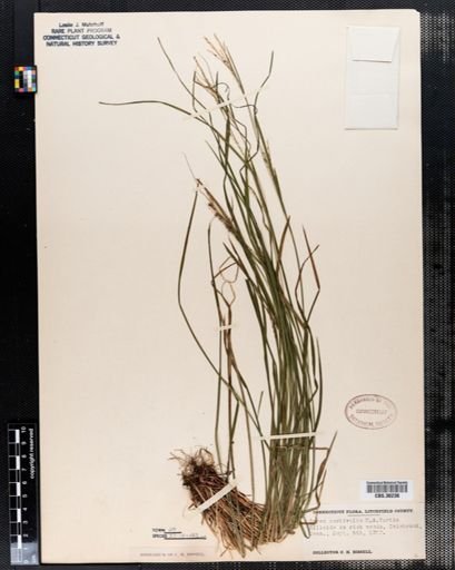 Carex aestivalis
