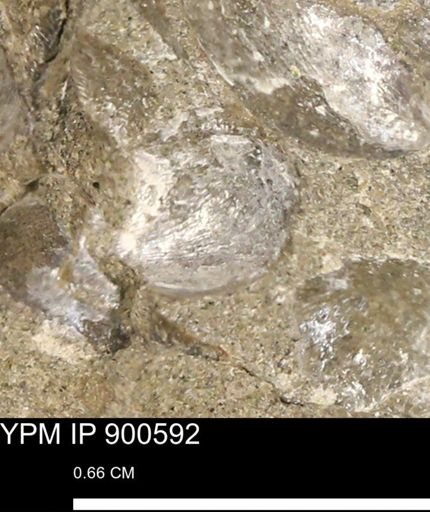 Anomia gryphorhyncha