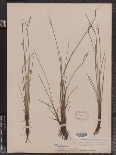 Sisyrinchium atlanticum