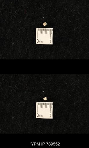 undet. Bryozoa