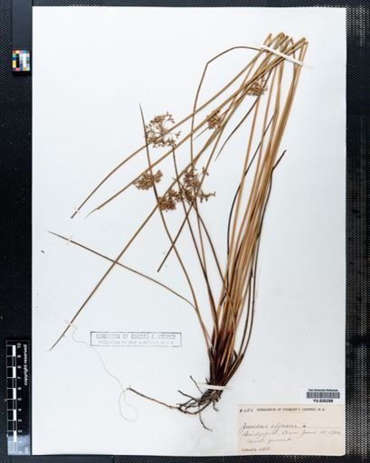 Juncus effusus