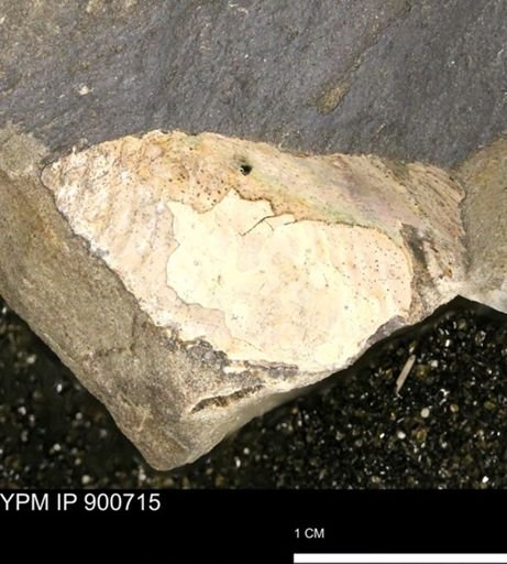 Hoploscaphites?