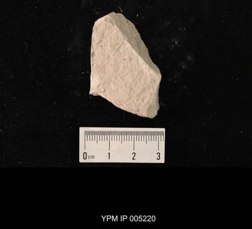 Lemmatophora minuta