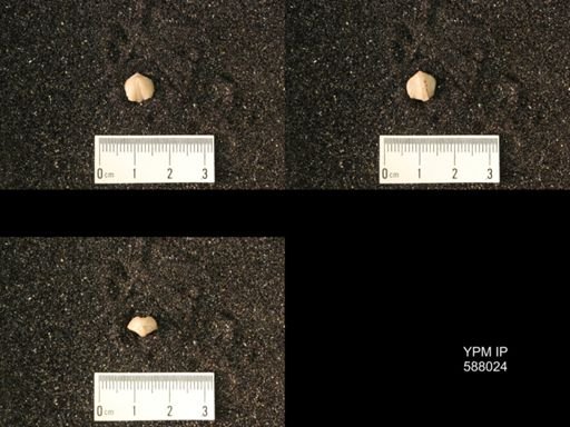 Zygospira modesta