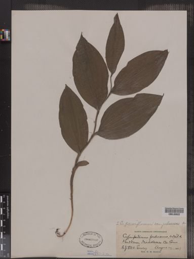 Cypripedium pubescens