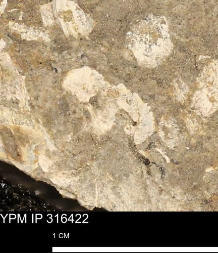 undet. Mollusca
