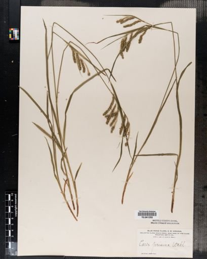 Carex prasina