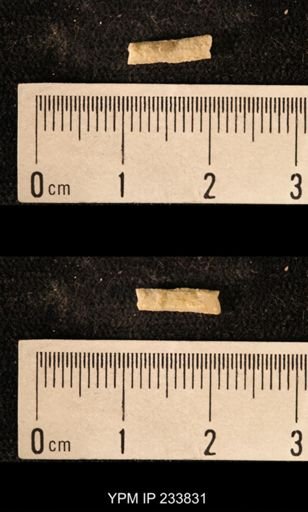 Archaeocidaris sp.
