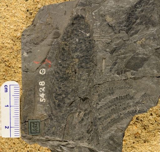 Lepidostrobus variabilis