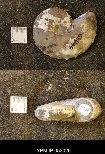 Discoscaphites gulosus