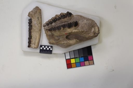 Subhyracodon occidentalis