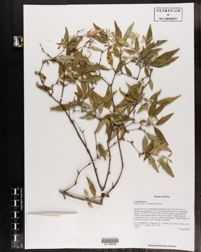 Plantae