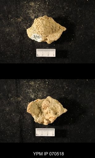 Favosites louisvillensis
