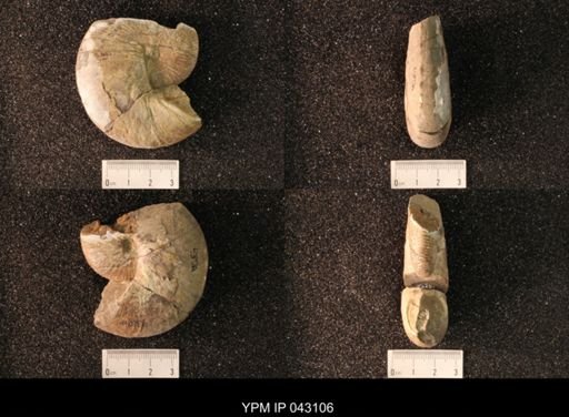 Hoploscaphites nicolletii