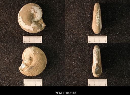 Hoploscaphites nicolletii