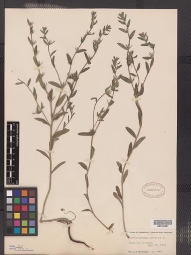 Lithospermum arvense