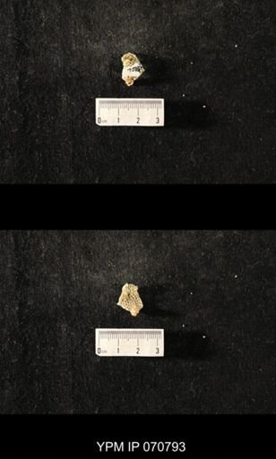 Favosites sp.