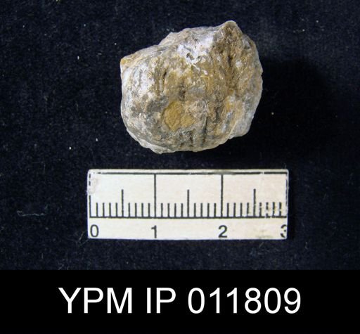 Marginifera reticulata angusta