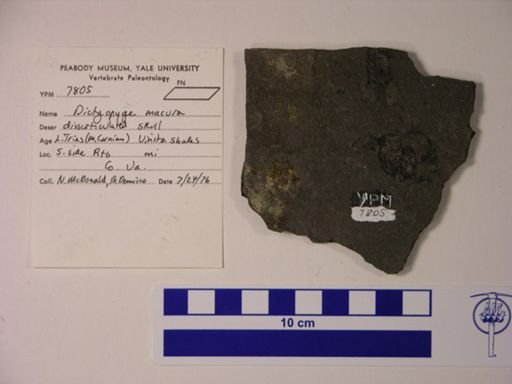 Dictyopyge macrura