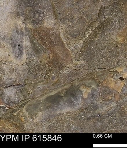 Baculites sp.