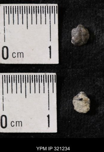 Ambocoelia sp.