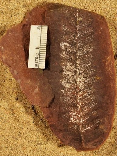 Pecopteris