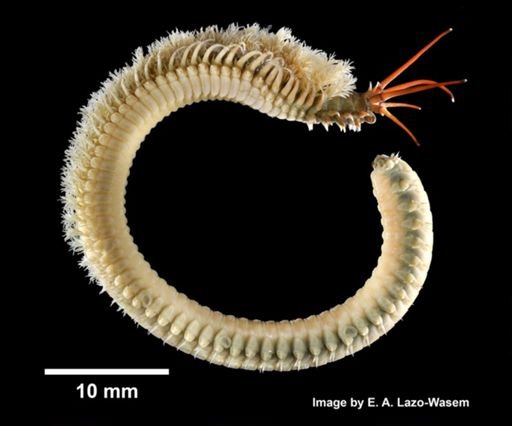 Diopatra cuprea