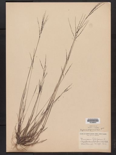 Digitaria filiformis