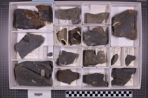 mixed taxa, stratigraphic collection