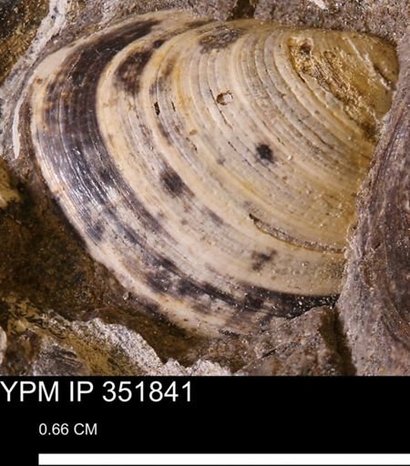 Limopsis striatopunctatus