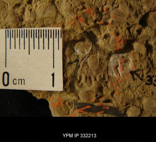 undet. Trilobita
