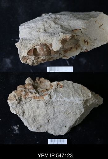 undet. Gastropoda