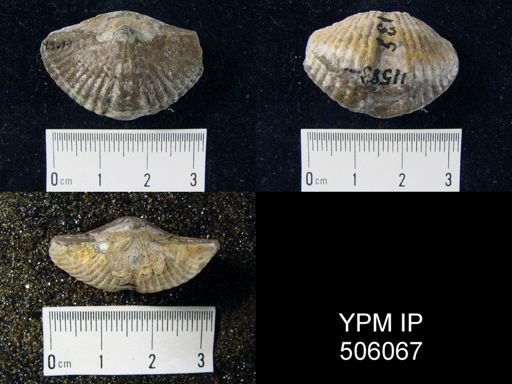 Eurekaspirifer pinonensis