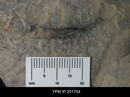undet. Arthropoda