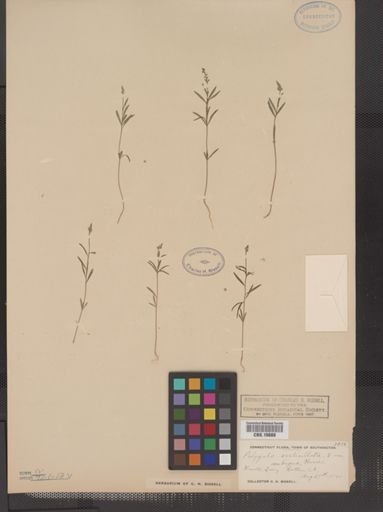 Polygala verticillata