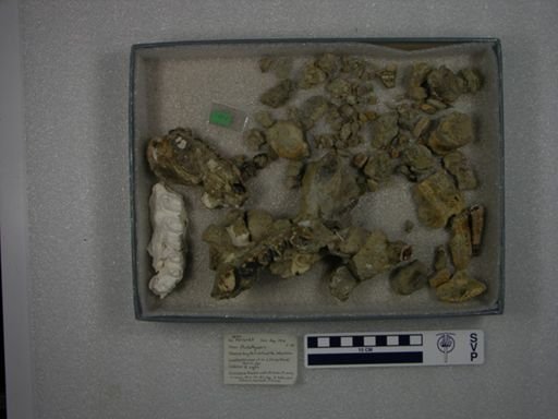 Probathyopsis praecursor