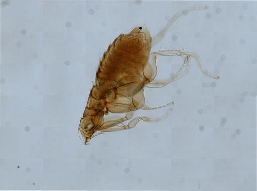 Myodopsylla insignis