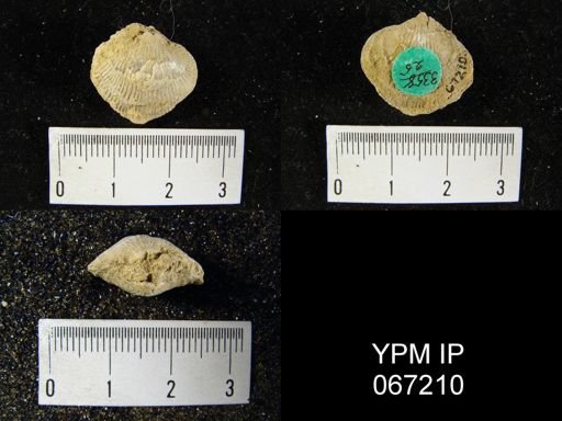 Atrypa reticularis