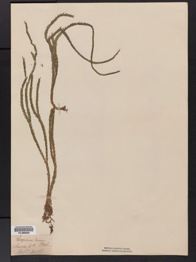 Lycopodium